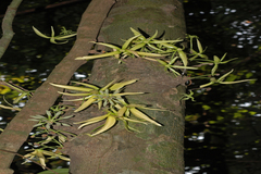 Polyalthia coffeoides